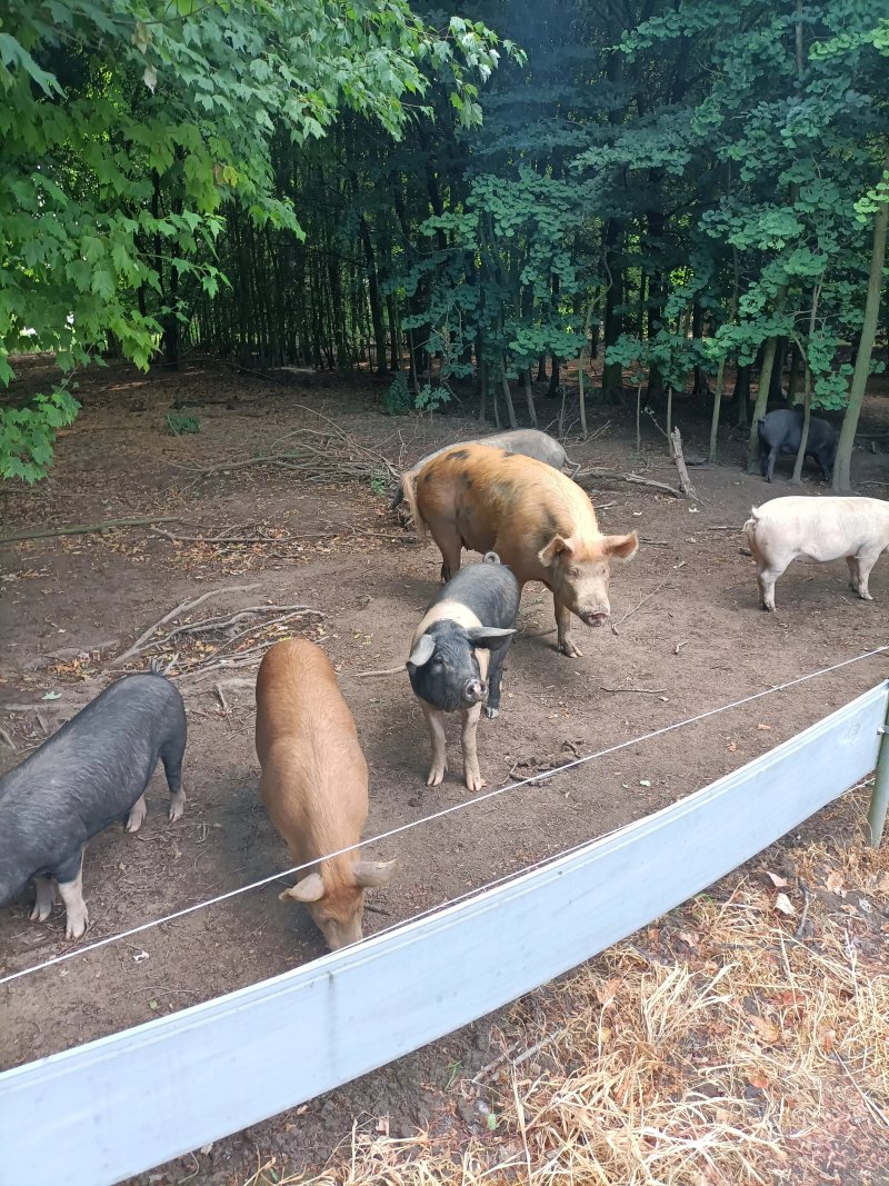 PorcusCampus