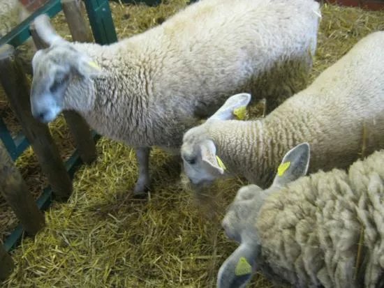 La Ferme Marcel Dhenin