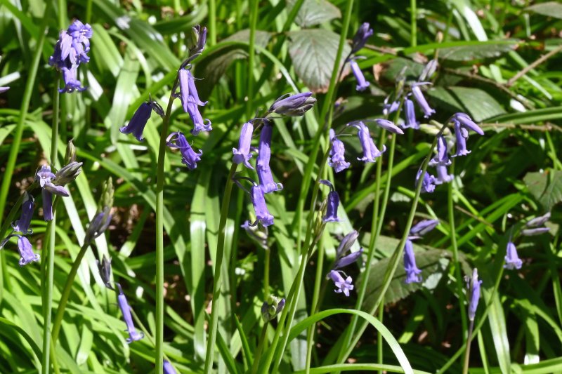 Devil's Dyke