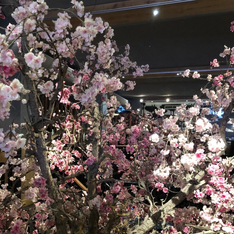 Sumo Sushi & Grill Restaurant