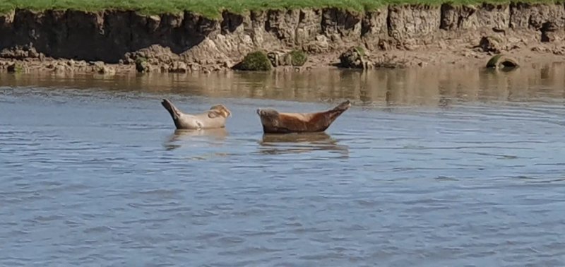 Rye Harbour Sea Safaris And Boat Trips