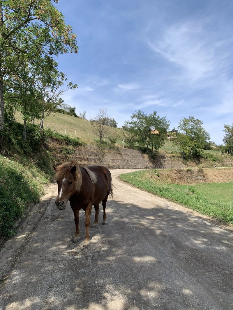 La Fattoria dei Sibillini