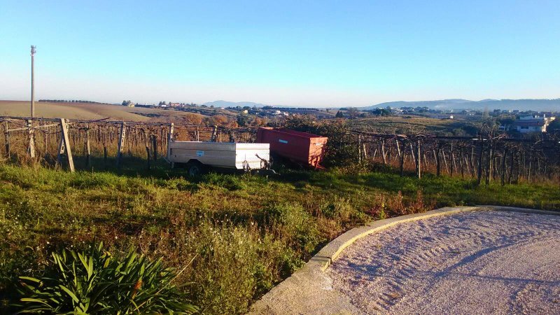 Grappoli di Sole