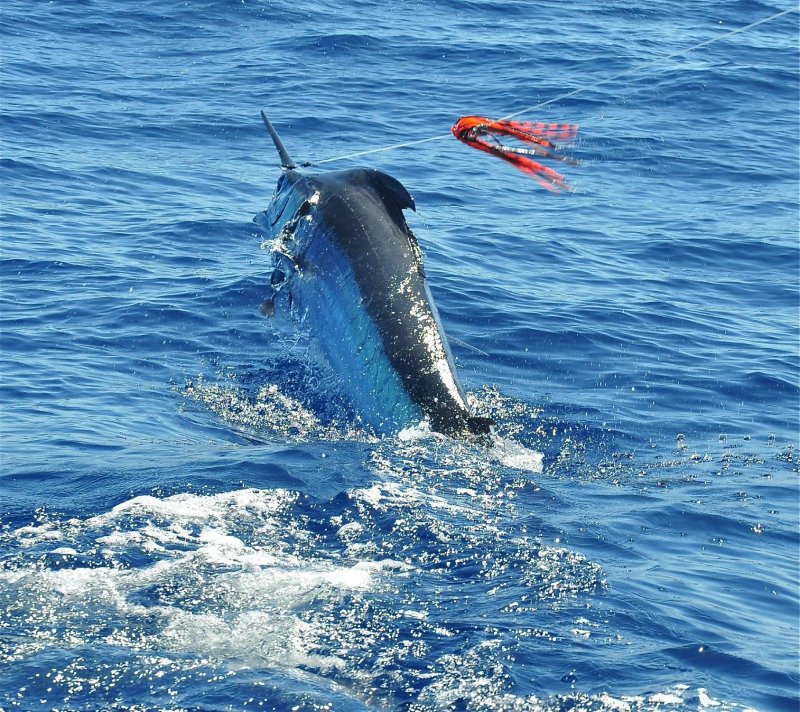 Cavalier & Blue Marlin Fishing Charters