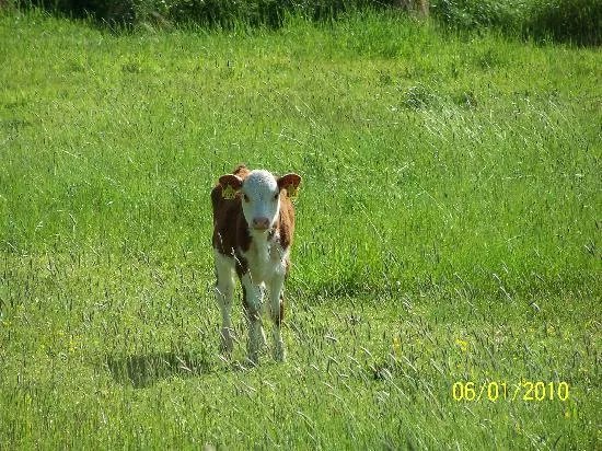 Bayly Farm