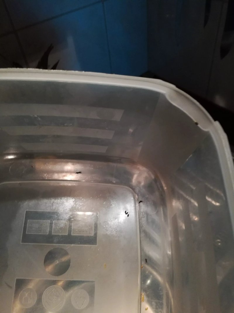Hellasz Apartman