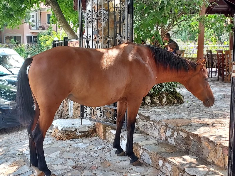 Oikogeniaki Taverna o "Vasilis"