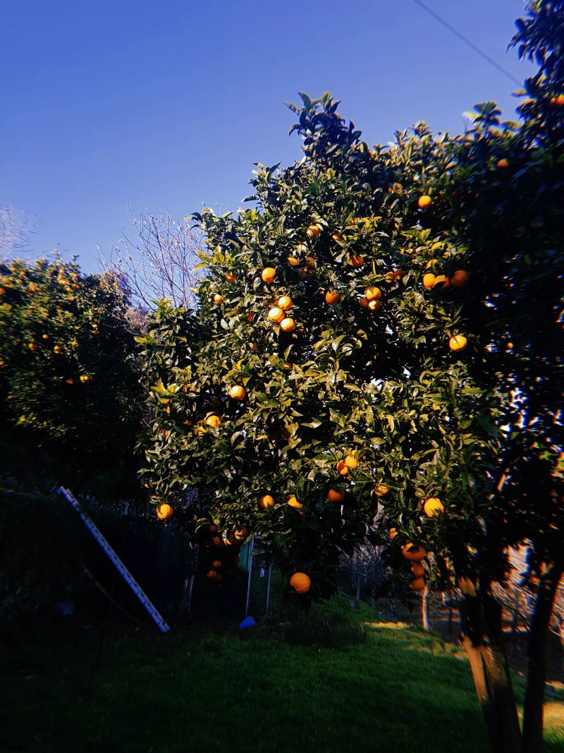 Quinta de São Francisco Rural Resort