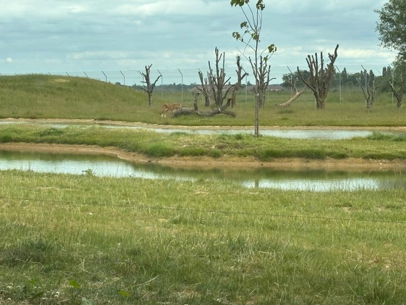 Le Royaume Des Lions