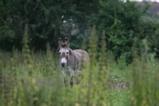 Woodlands B&B