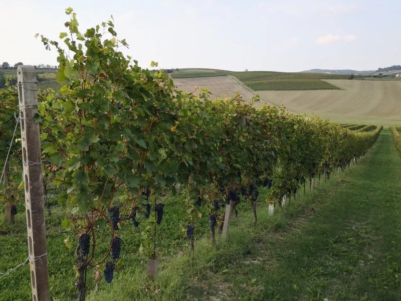 Azienda Agricola Accornero & Figli