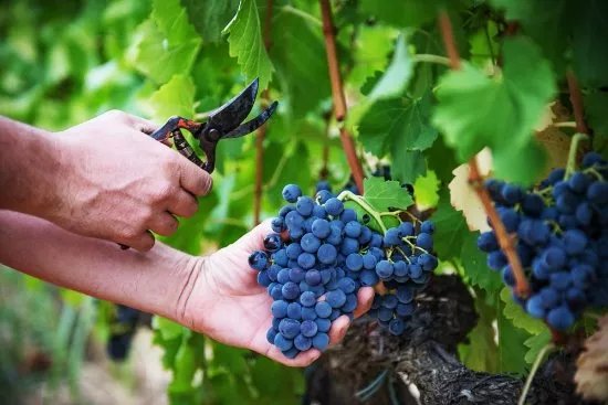 Clos Galena