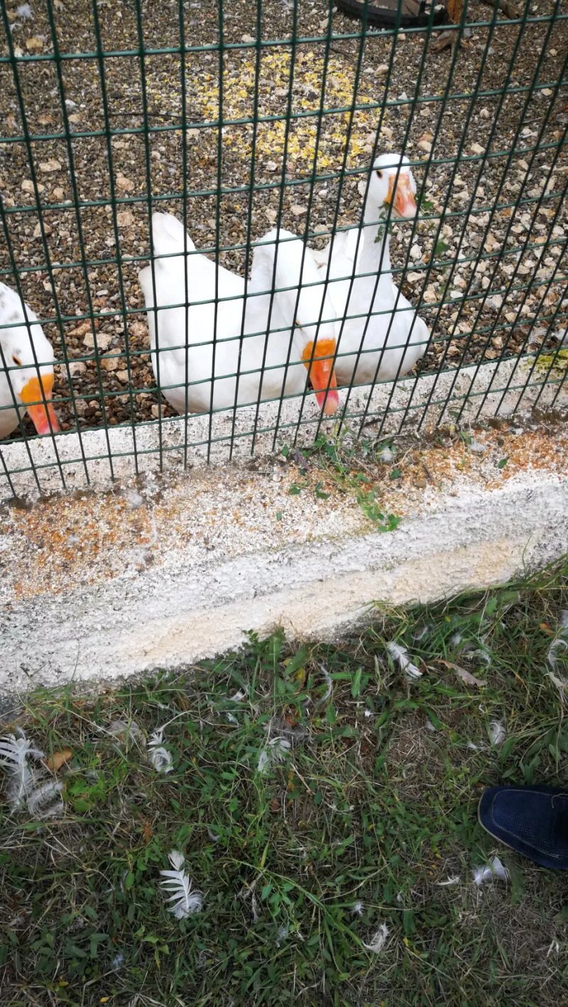 Ristorante Di Masseria Chiancone Torricella