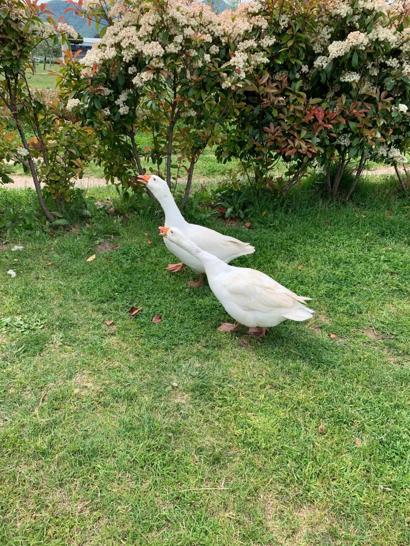 Agriturismo Lo Zafferano