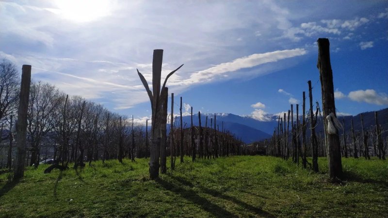 Azienda Agricola Campion