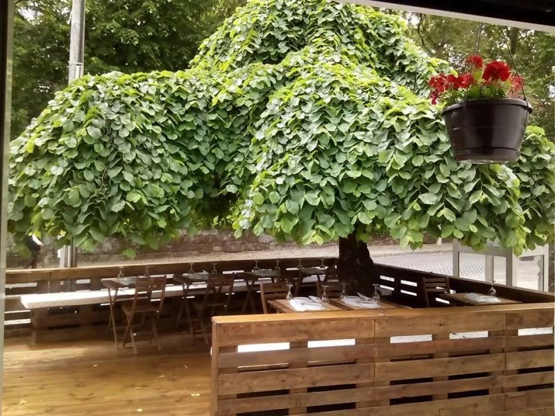 Taberna do Chef