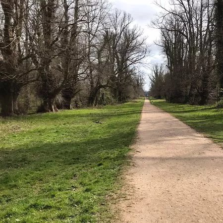Whippendell Wood
