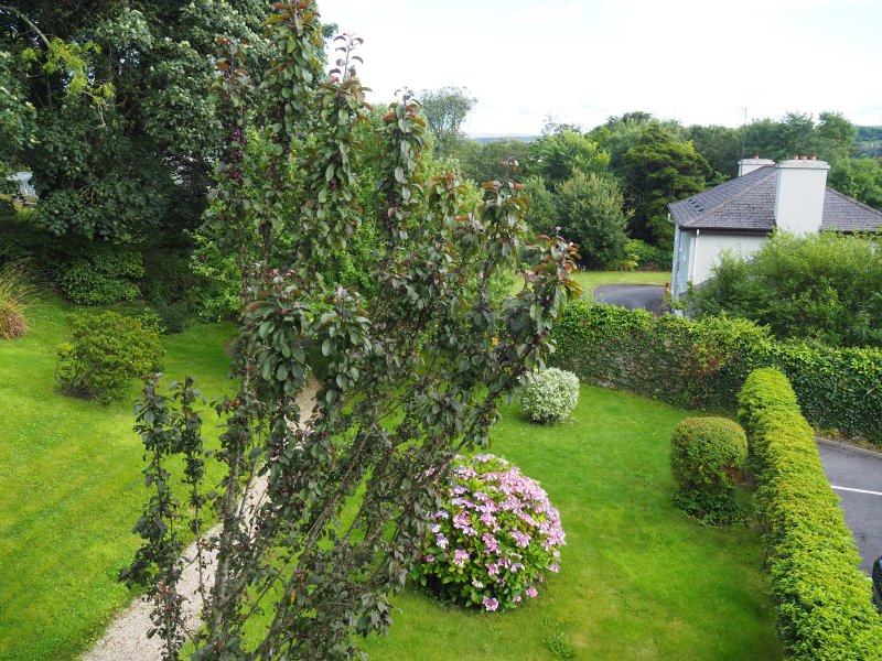 Woodbine Cottage B&B