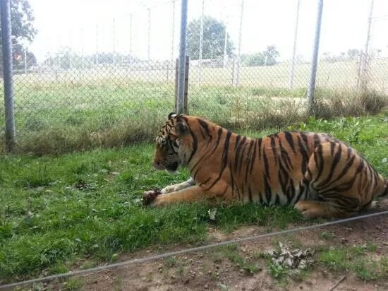 Nova ZOO