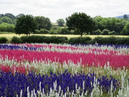 The Real Flower Petal Confetti Company's Confetti Flower Field