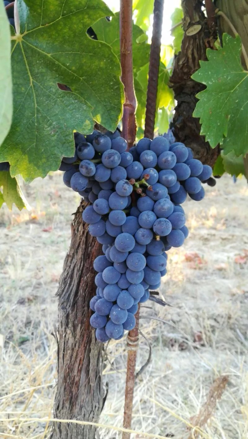 Agriturismo Metina