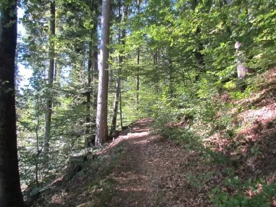 Burgruine Barenfels