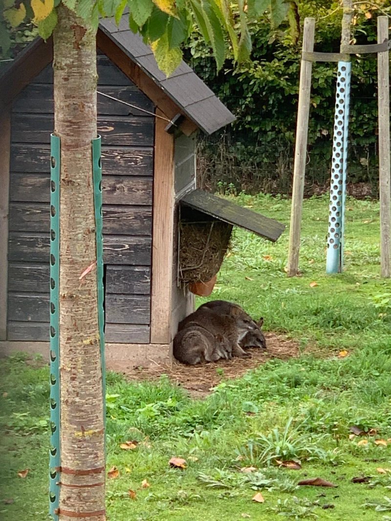 Camping Het Scharrelnest