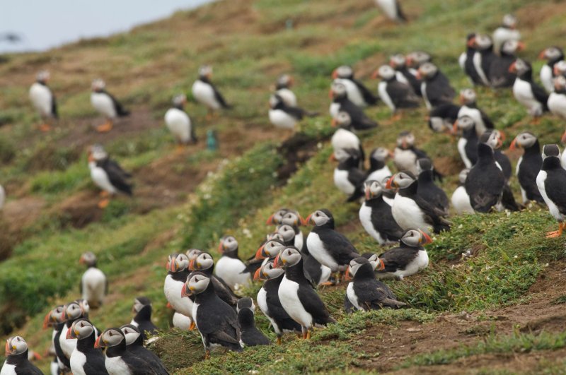 Skomer Island Accommodation