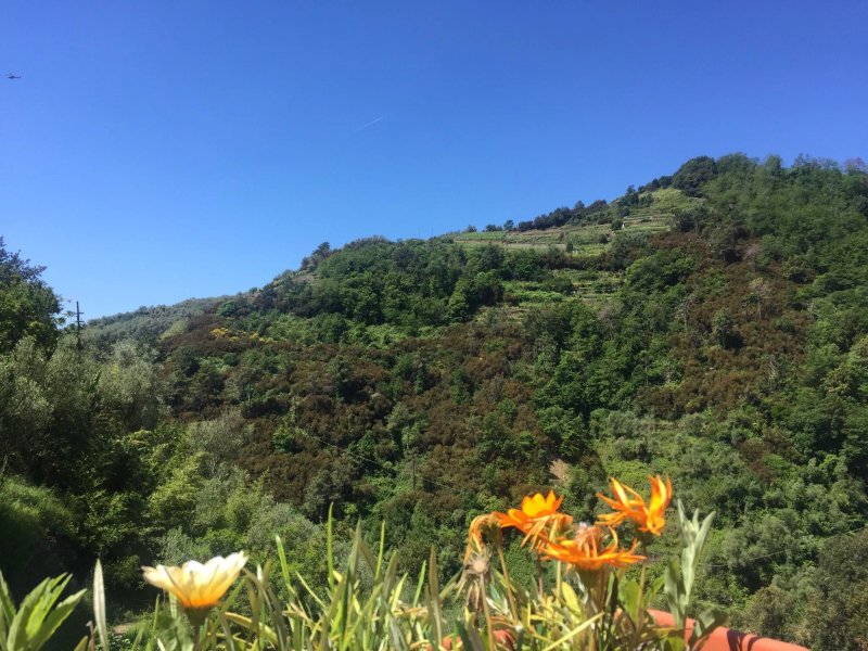 Agriturismo Il Brucaolivo
