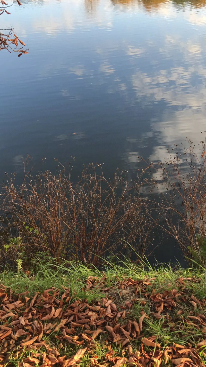 Grosser Teich