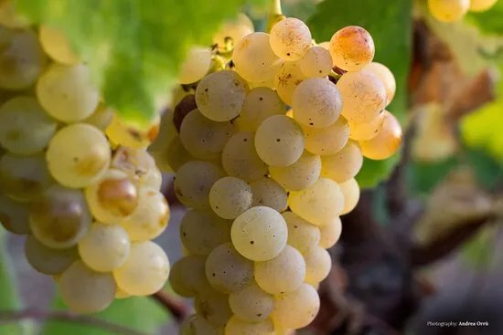 Azienda Vitivinicola F.lli Serra