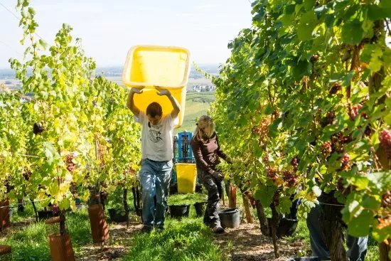 Vins d'Alsace Hubert KRICK