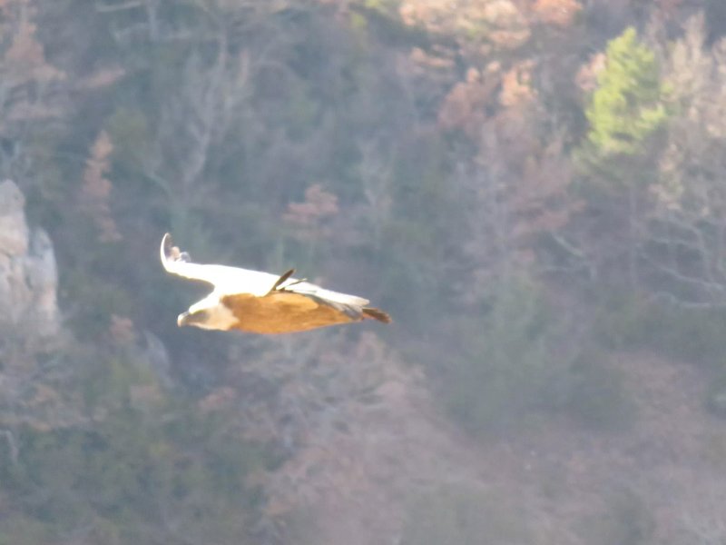 Vautours en Baronnies