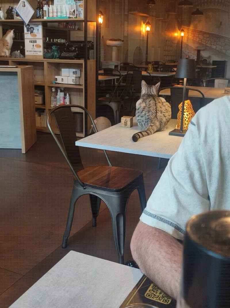 Dr. Cat - Pet Lounge Bistrot