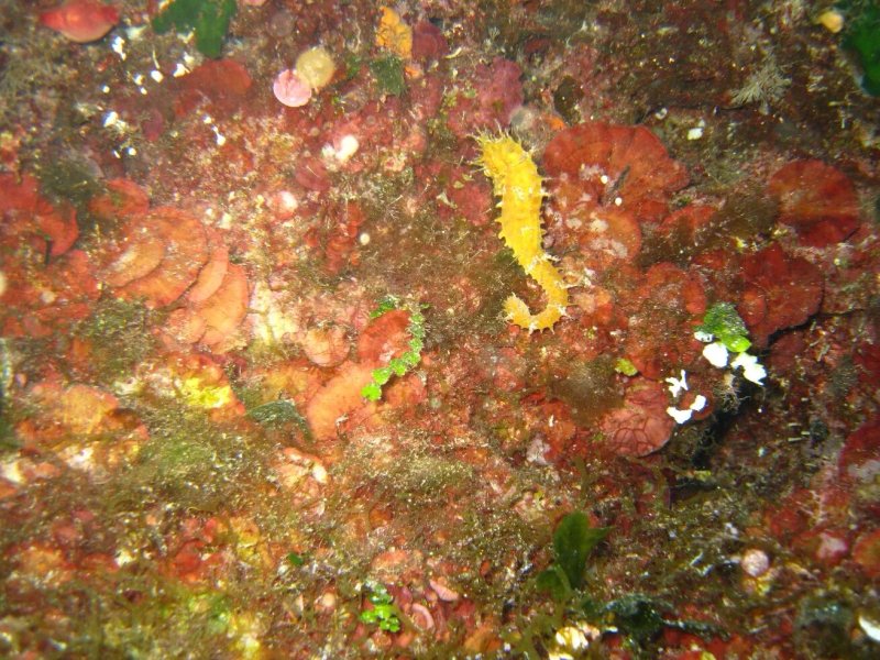 Blu Infinito Diving Center