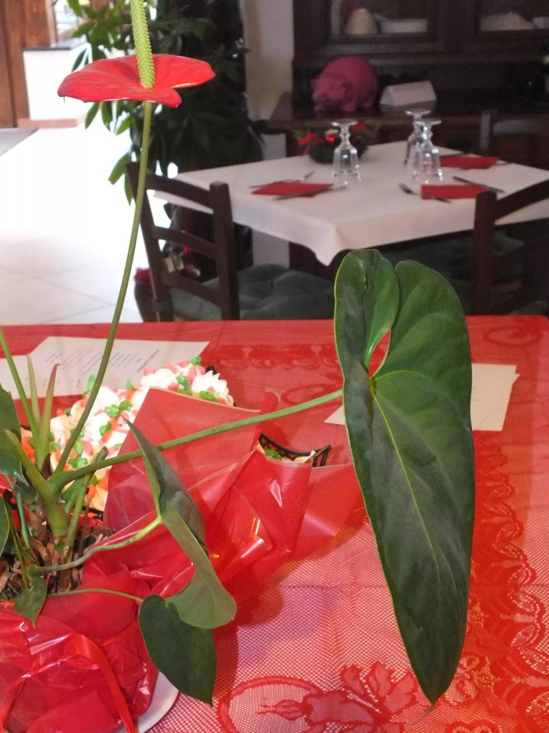 Pensiunea Trattoria al Gallo