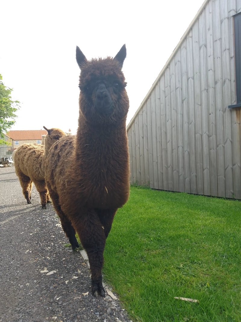 Wren Farm - Desserts, Animal Experiences, Alpaca Trekking & Lodge Stays