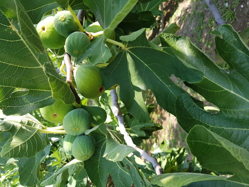 Agriturismo San Francesco