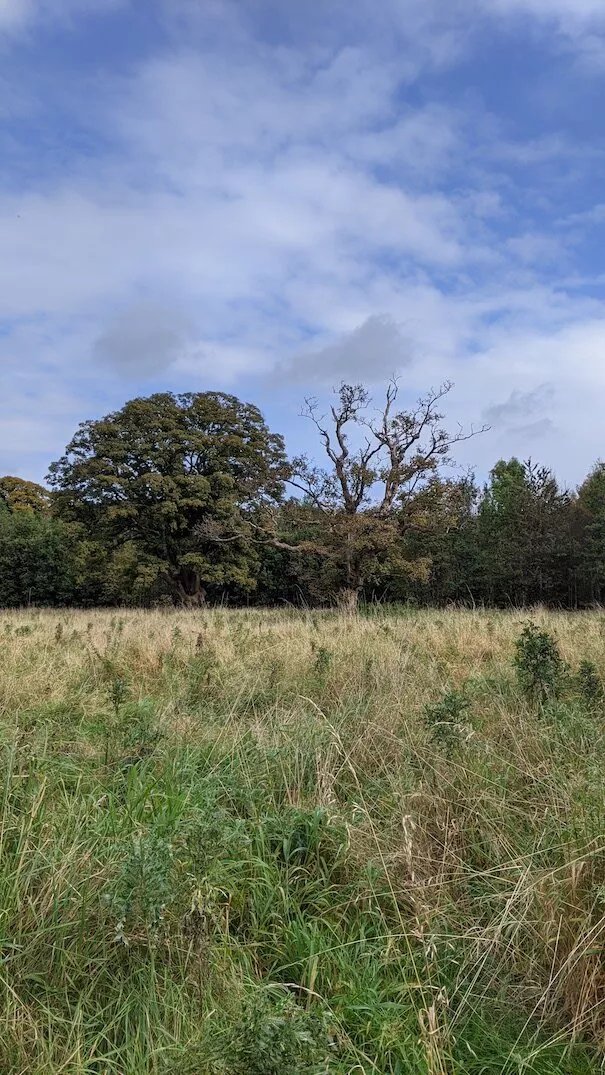 Mauldslie Woods