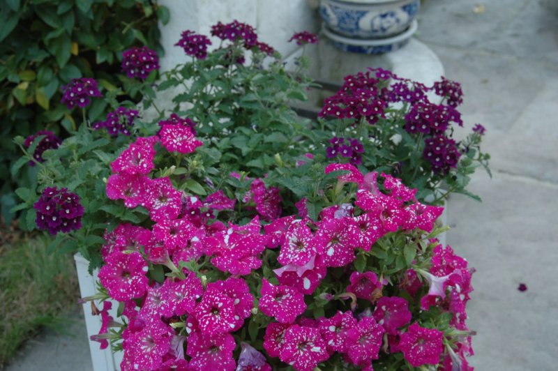 Bed and breakfast Le Jardin de Roses Dominique LOreau