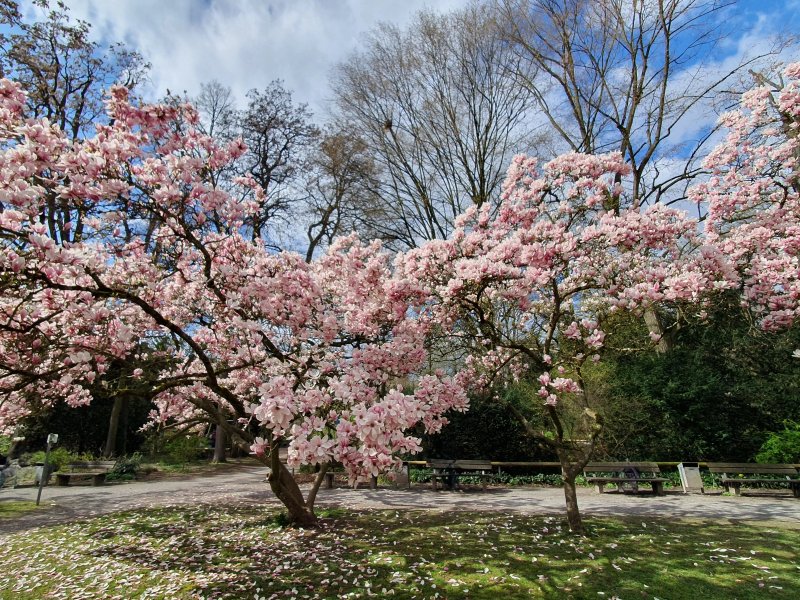 Magnolienhain