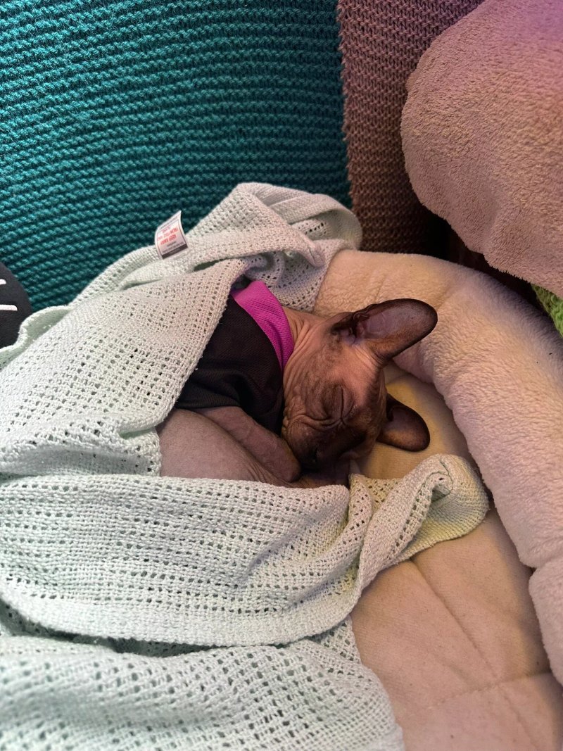Darling Darlings Cat Lounge