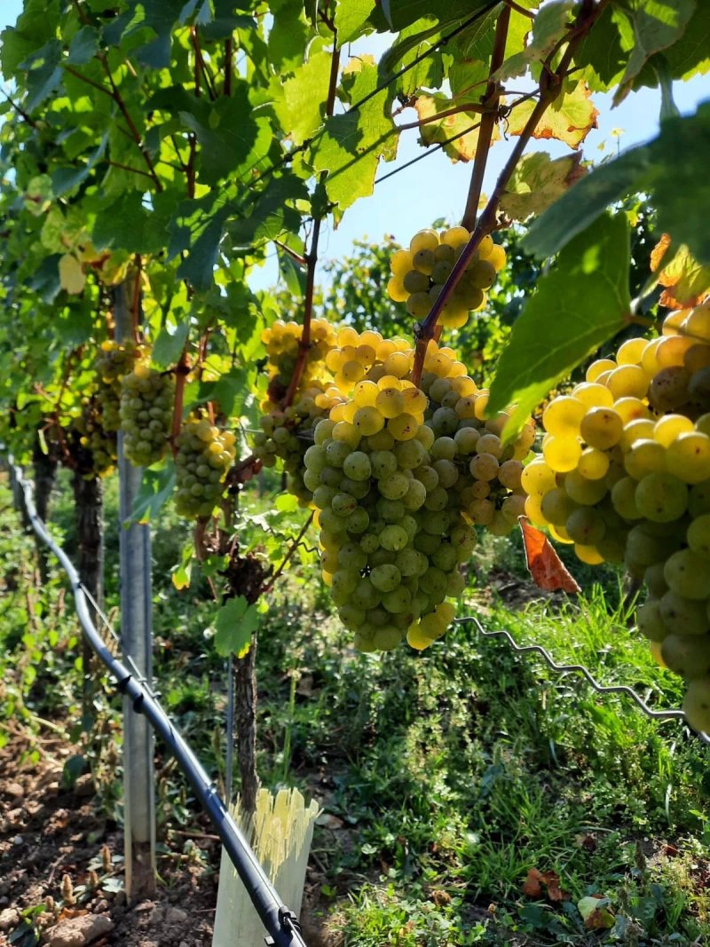 Weingut Borst Gastehof