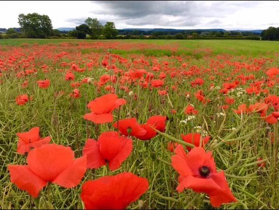 Thirsk Royal British Legion