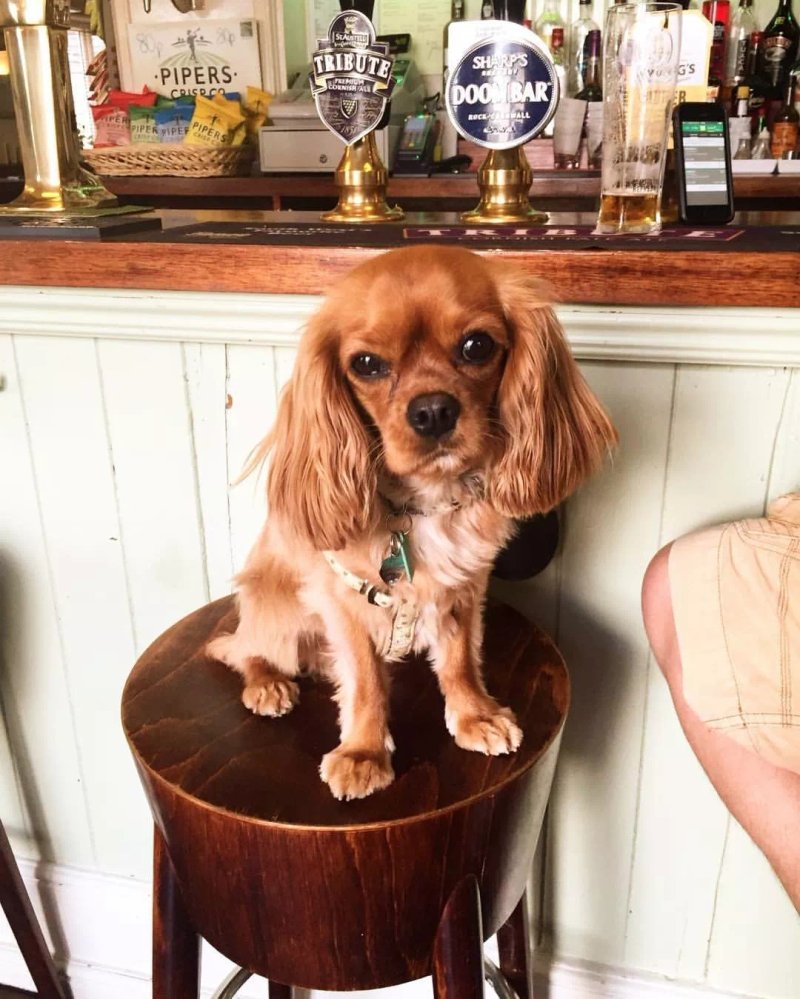 The Falkland Arms