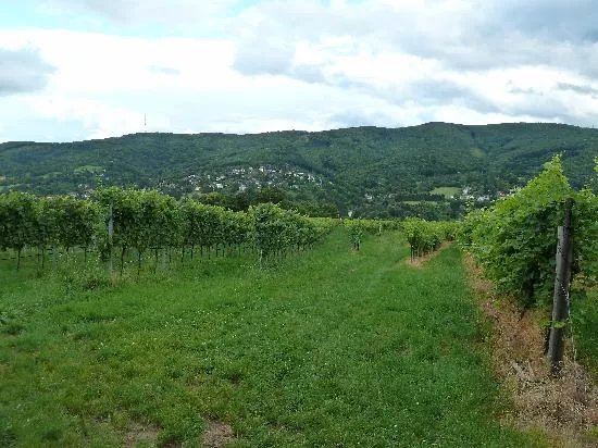 Trat-Wiesner