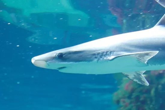 Acuario Do Grove