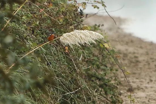 RSPB Hayle Estuary