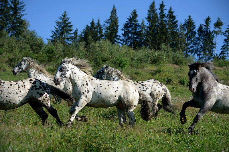 Tigerhill Ranch