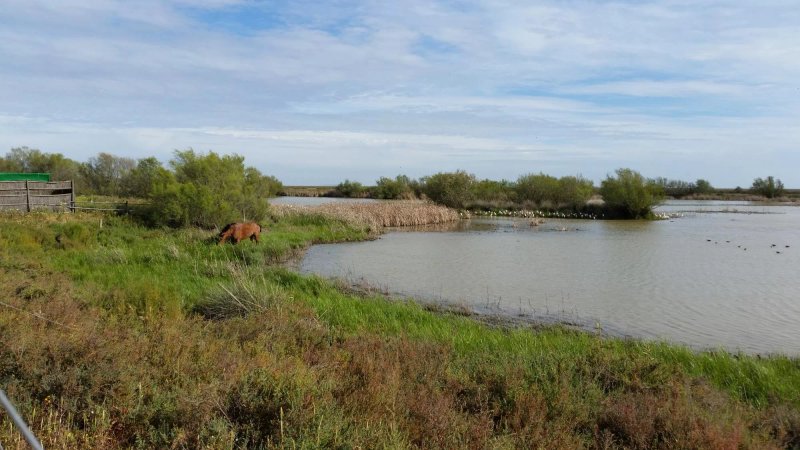 Aires de Donana
